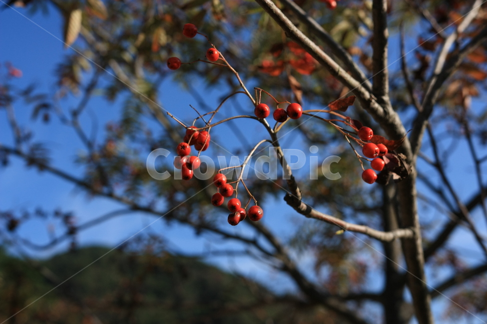 시골,나무,열매,가을,추석,식물,자연,plants,nature,과일,열매,fruit