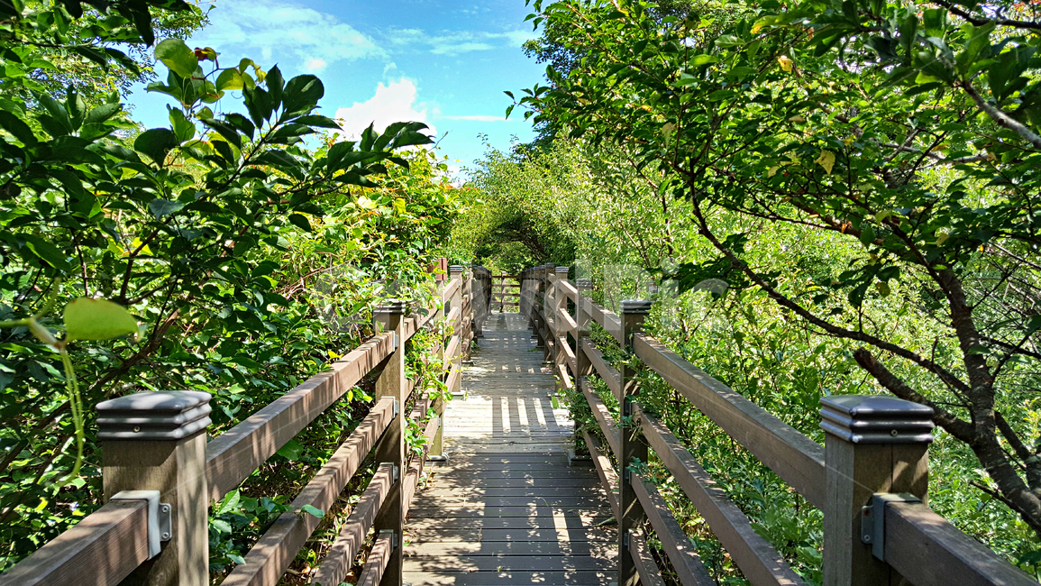 제주,한라산,1100고지,한라산1100고지,산,제주도,자연,nature,outdoors,옥외,다리,산책로,bridge,boardwalk,자연,풍경,nature,landscape