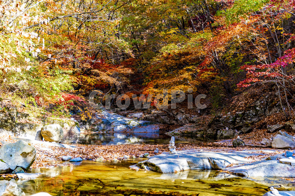가을,단풍,계곡,자연,풍경,물,감성,낙엽,가을,계절,fall,autumn,season,자연,풍경,nature,landscape,water,outdoors,옥외,stream,흐름,creek,작은 만