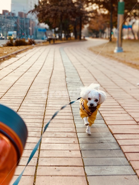 puppy,Narsha,dog walk,cute,dog,running puppy,maltese,Cute puppy