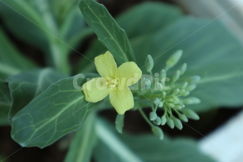 꽃,봄,노란꽃,꽃봉오리,예쁜,봉오리,귀여운,사랑스런,색감,flower,bud,spring,자연,계절,케일,꽃수술,yellow,pretty,lovely,nature,season,작은,small,colorsense,colorsensitivity,feelingofcolor,연두색,lightgreen