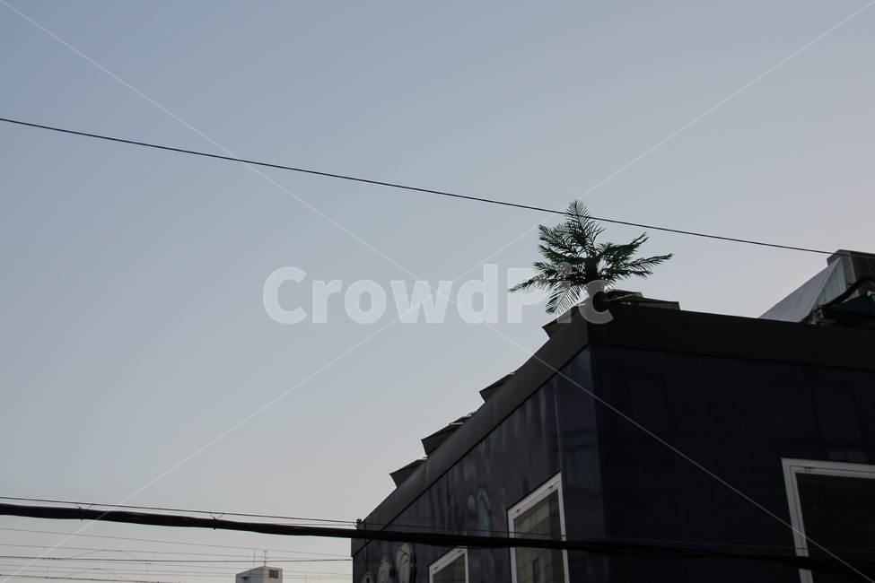 새벽,하늘,옥상,새벽하늘,테라스,옥상정원,식물,건축물,건물외관,exterior,building,structure,architecture,construction