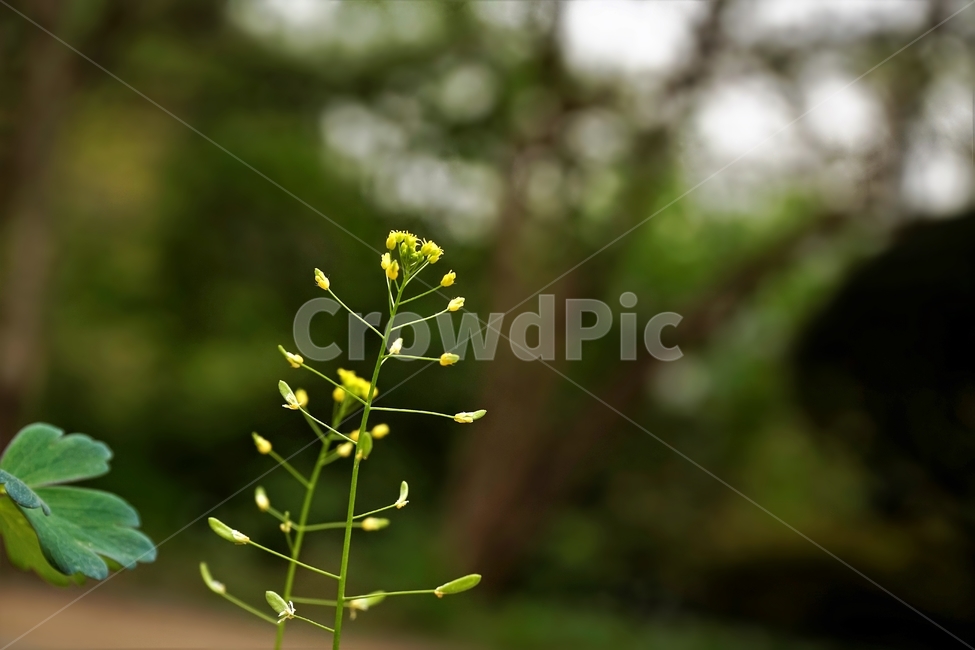 꽃다지,봄,노랑,whitlowgrass,자연,식물,식물,자연,plants,nature,꽃,flower