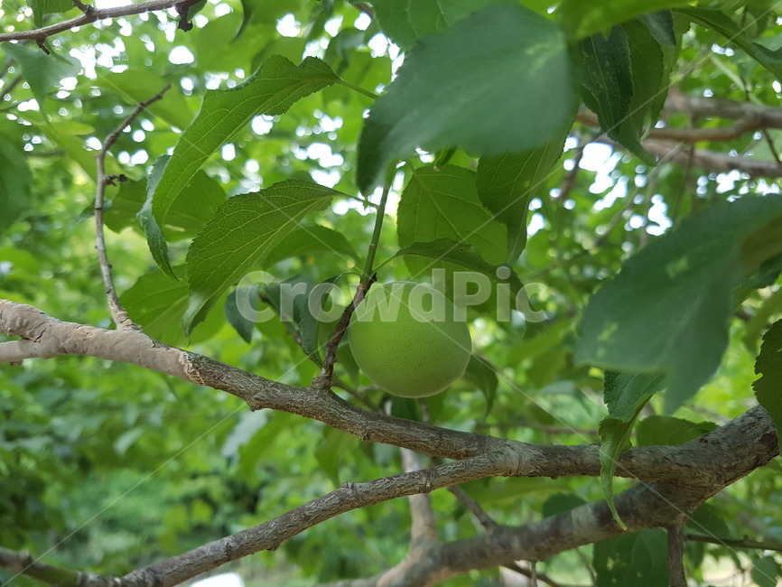 매실나무,초록매실,매실,열매,녹색,식물,연두,과일,열매,fruit