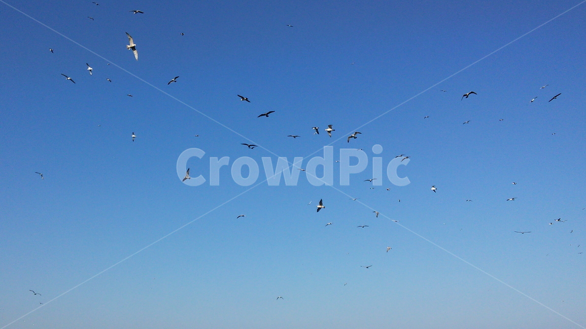 하늘,갈매기,새,자연,겨울,sky,blue
