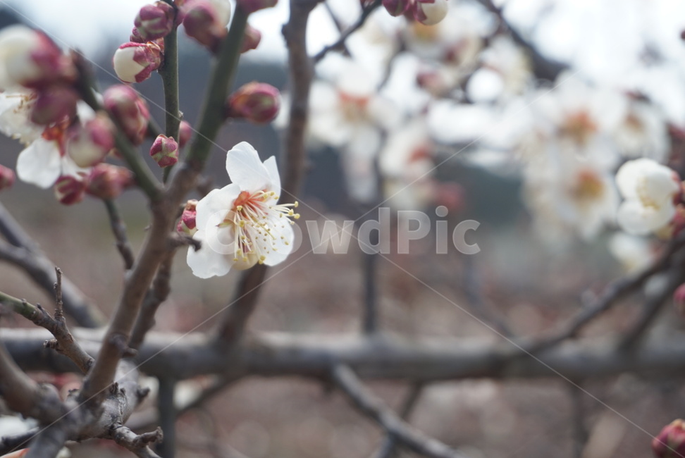매실,꽃,핑크색,작은꽃,매실꽃,가지에있는,식물,자연,plants,nature,꽃,flower