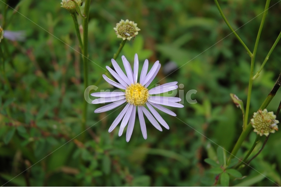 야생화,벌개미취,쑥부쟁이,꽃,개미취,식물,자연,plants,nature,꽃,flower