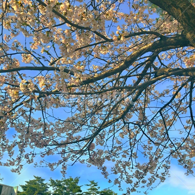 강원도,벚꽃,벚꽃구경,벚꽃나무,벚꽃놀이,sakura,하늘,cherryblossoms,cherryblossom,감성,색깔,보정,색상,색채,채도,색감,color,feeling,colersence,cherryblossoms,pink,cherryblossom