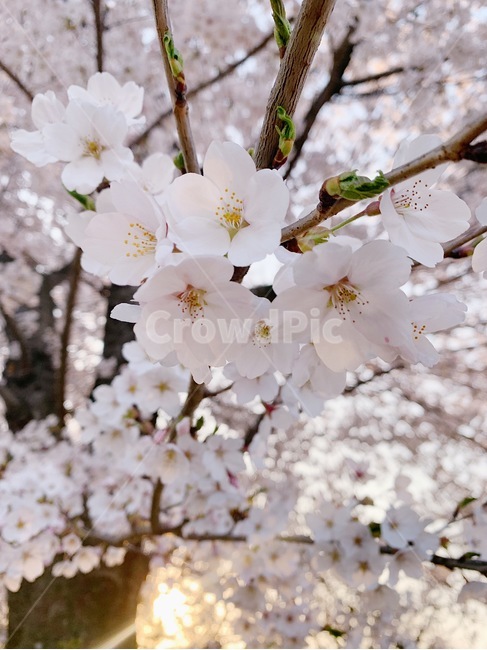 blossom,cherryblossom,꽃,벚꽃,plant,식물,flower,봄,spring,nature,봄,계절,spring,season,cherry blossom