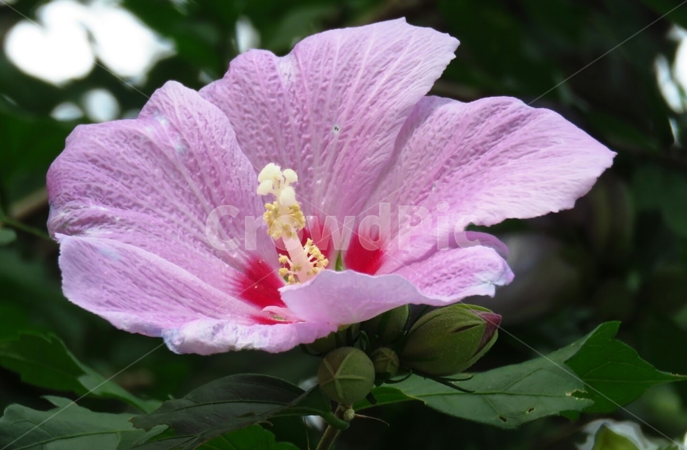 꽃,나무,무궁화,분홍섁,여름,식물,자연,plants,nature,꽃,flower