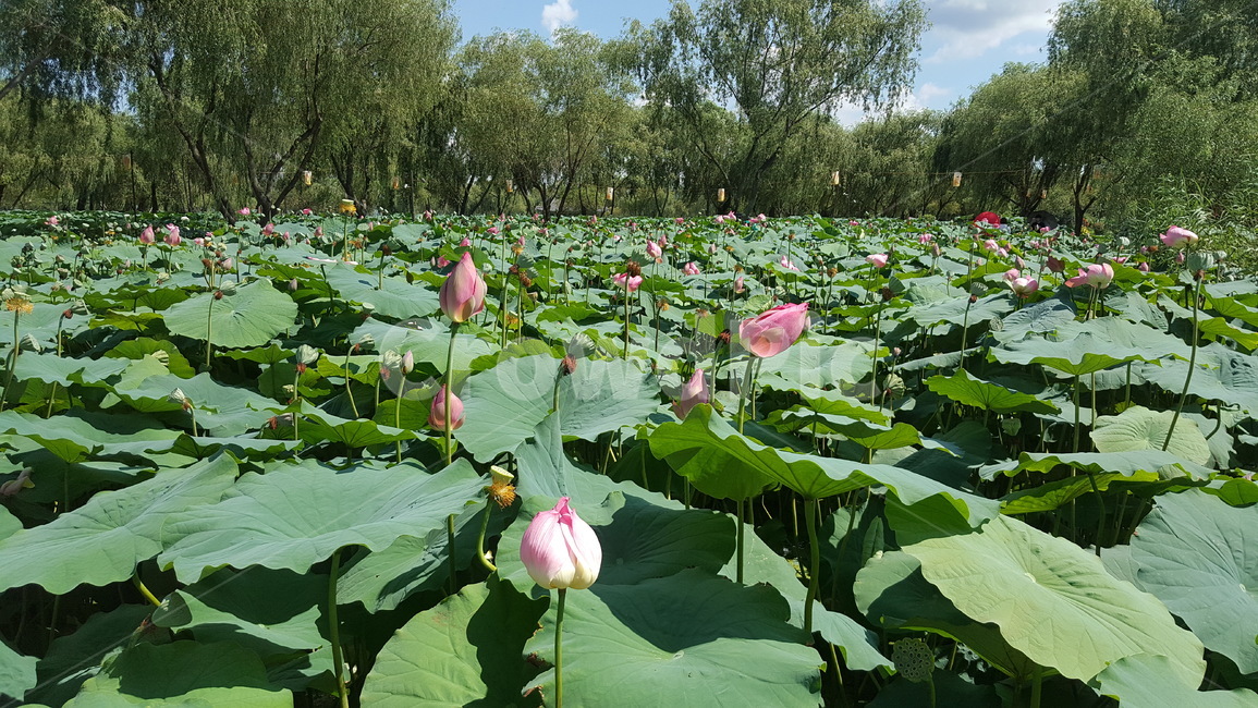 연꽃,공원,꽃,식물,녹색,식물,자연,plants,nature,꽃,flower