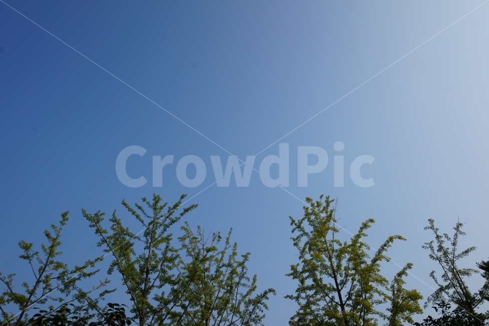 하늘,나무,풍경,자연,바람,파란하늘,SKY,TREE,BLUE,자연,풍경,nature,landscape,bird,새,animal,동물,flying,나는