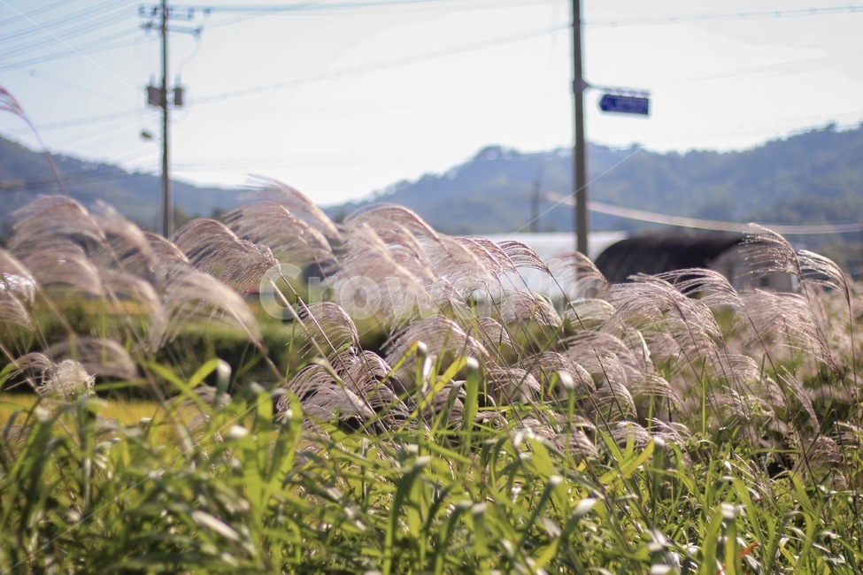 자연,가을,억새,감성,풍경,식물,고요한,nature,autumn,calm,가을,계절,fall,autumn,season,grass,잔디,plant,lawn