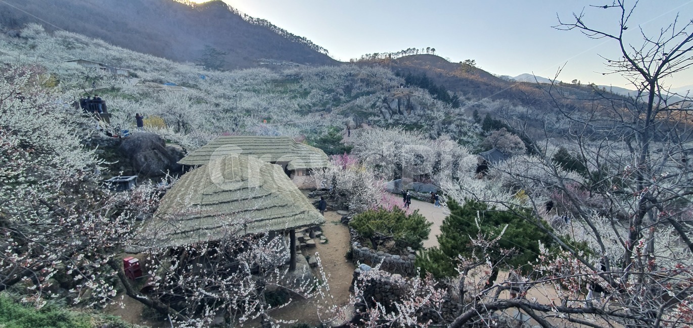 매화,매화꽃,매화마을,마을,꽃마을,꽃,풍경,전경,봄,하얀꽃,시골,nature,자연,scenery