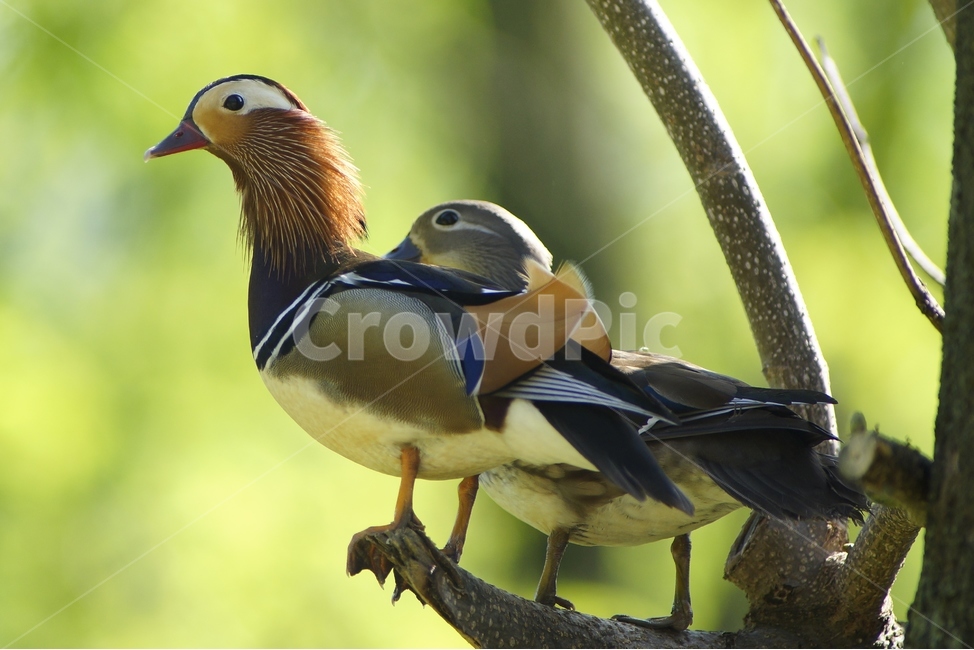 원앙,천연기념물,부부,조류,텃새,동물,animal,조류,새,birds