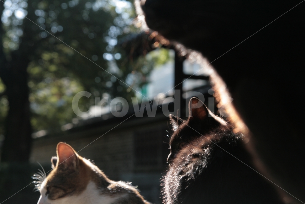 고양이,동물,시선,색감,감성사진,풍경,배경,일본,무리,빛,동물,animal,포유류,mammal,고양이,cat,kitten,kitty,감성,sensible,feeling