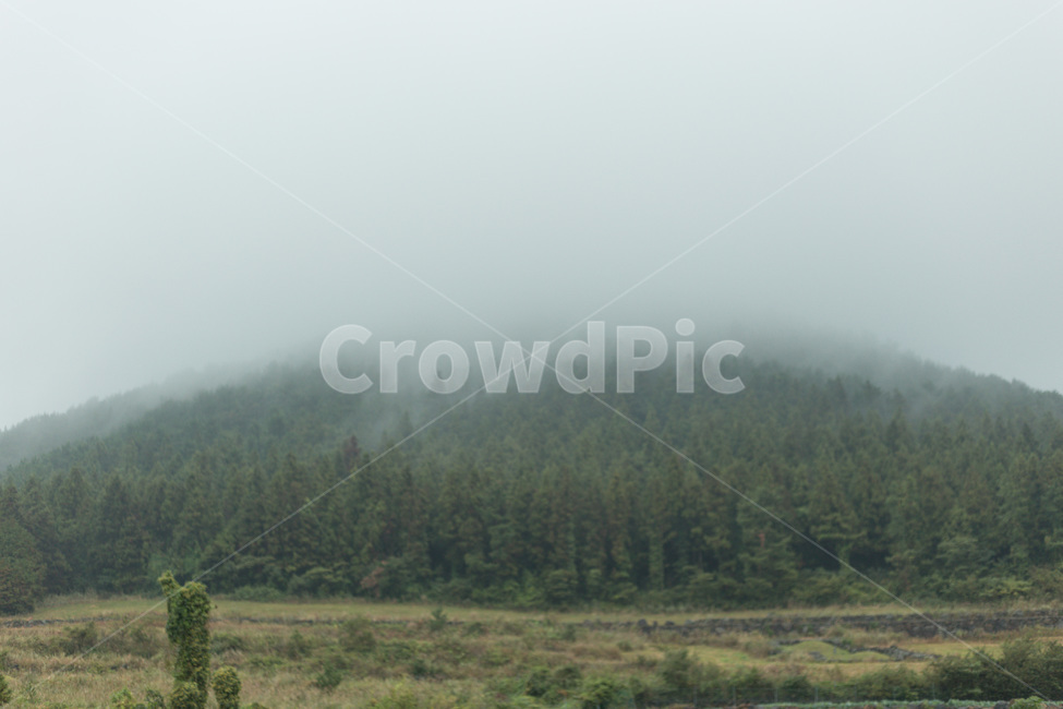자연,안개,구름,제주도,비,산,숲,자연,풍경,nature,landscape,weather,날씨,outdoors,옥외