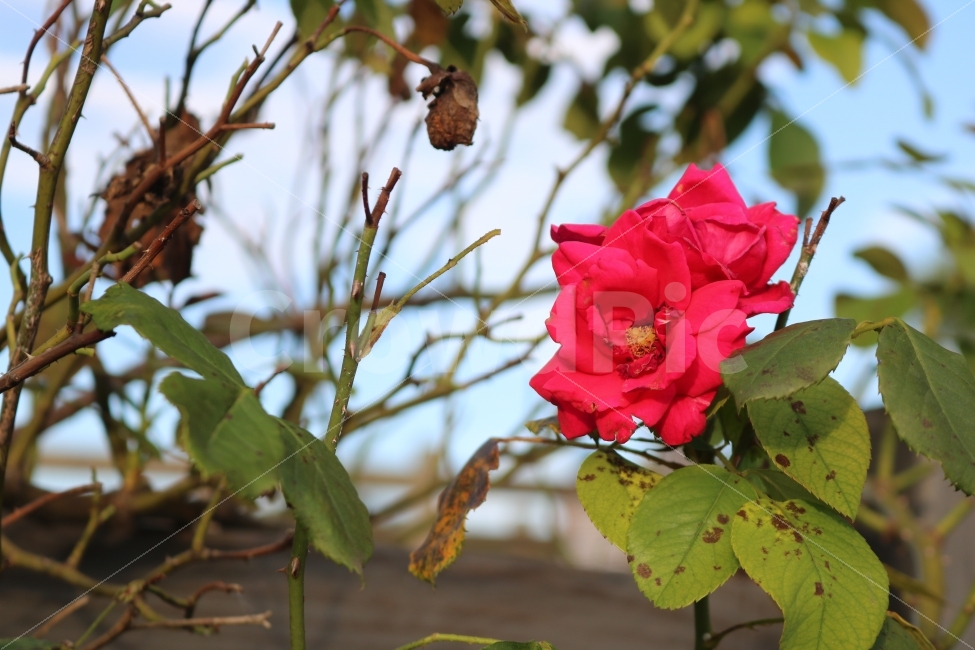 꽃,장미,봄,풍경,가시,식물,자연,plants,nature,꽃,flower