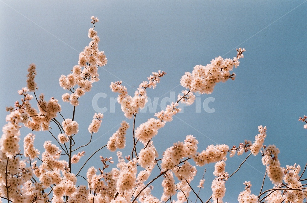 봄,벚꽃,봄날,꽃,봄꽃,spring,봄,계절,spring,season,식물,자연,plants,nature,꽃,flower,감성,sensible,feeling,plant,blossom