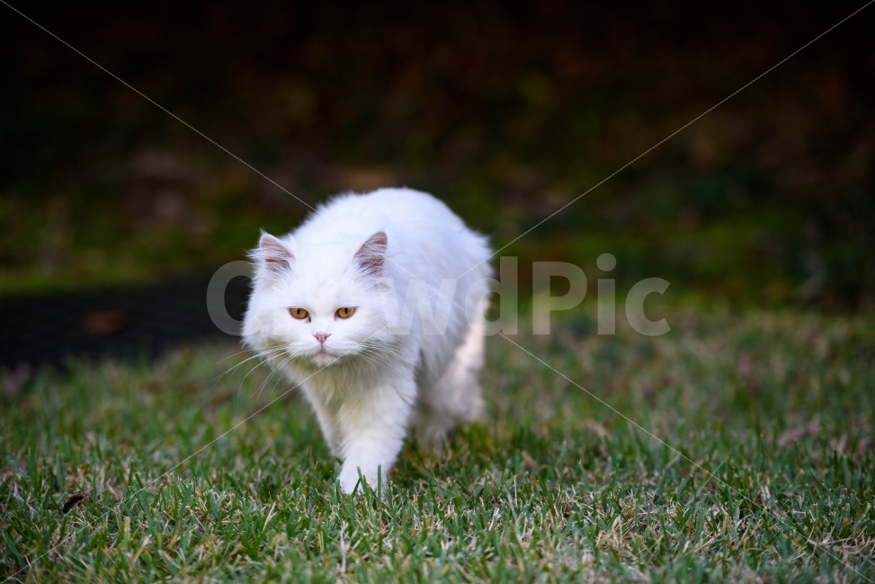 고양이,길거리고양이,길냥이,야옹이,고양이사진,동물,animal,포유류,mammal,고양이,cat,kitten,kitty