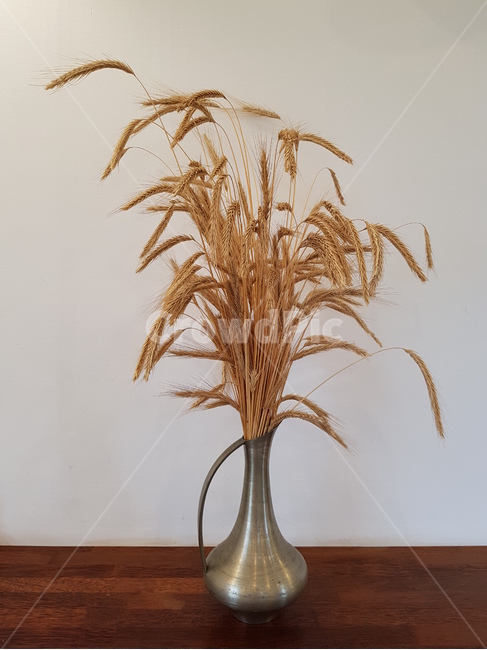 화병,보리,배경,폰바탕,배경화면,background,barley,vase,흰색,갈색,White,brown,식물,자연,plants,nature,실내용화초,화분,화초,house plant