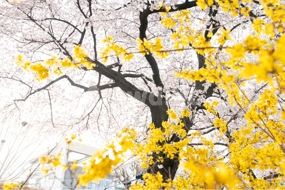 벚꽃,봄꽃,사쿠라,봄,spring,꽃,cherryblosso,계절,식물,자연,개나리,공존