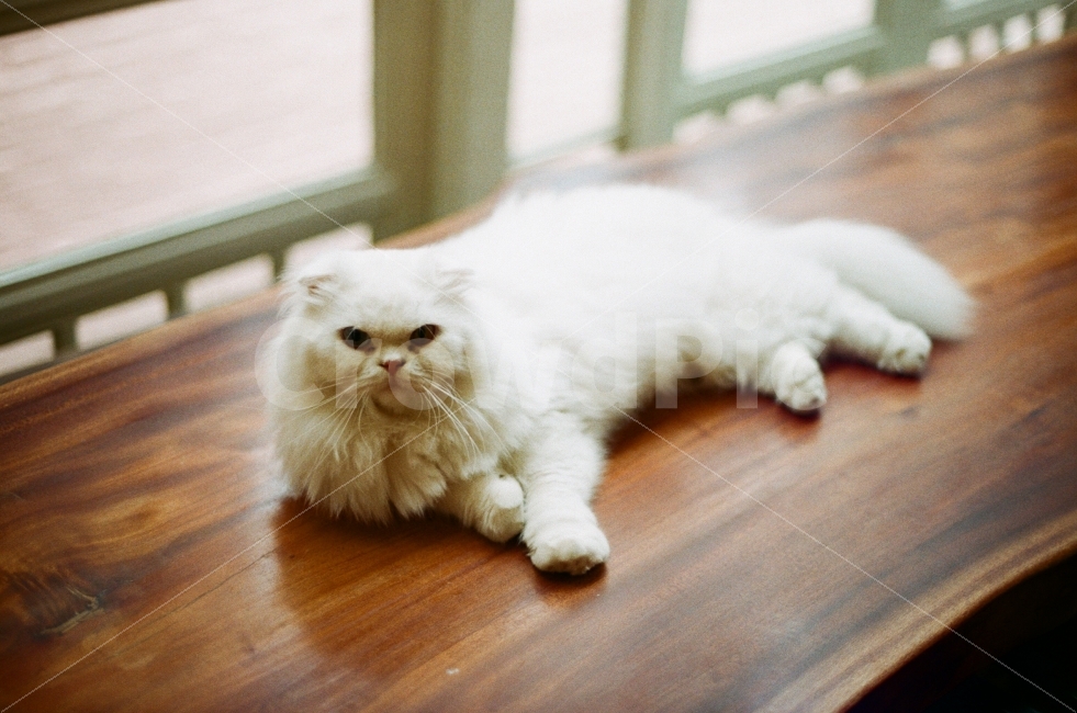 고양이,감성사진,필름사진,동물,귀여운,사랑스러운,따뜻한,cat,sensitive,film,animal,cute,lovely,식물,tree,plants,창문,window,햇살,인테리어,공간,카페,sunlight,space,cafe,interior,테이블,table,동물,animal,포유류,mammal,고양이,cat,kitten,kitty,감성,sensible,feeling