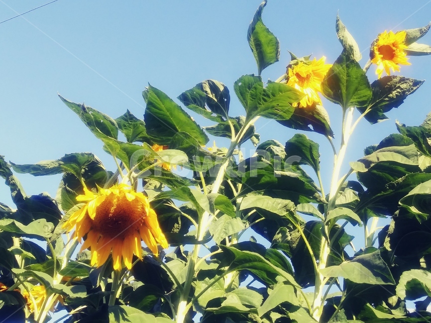 해바라기,꽃,여름,여름하늘,무더운여름,햇빛,flower,sunflower,summer,sky,여름,계절,summer,season,식물,자연,plants,nature,꽃,flower,plant