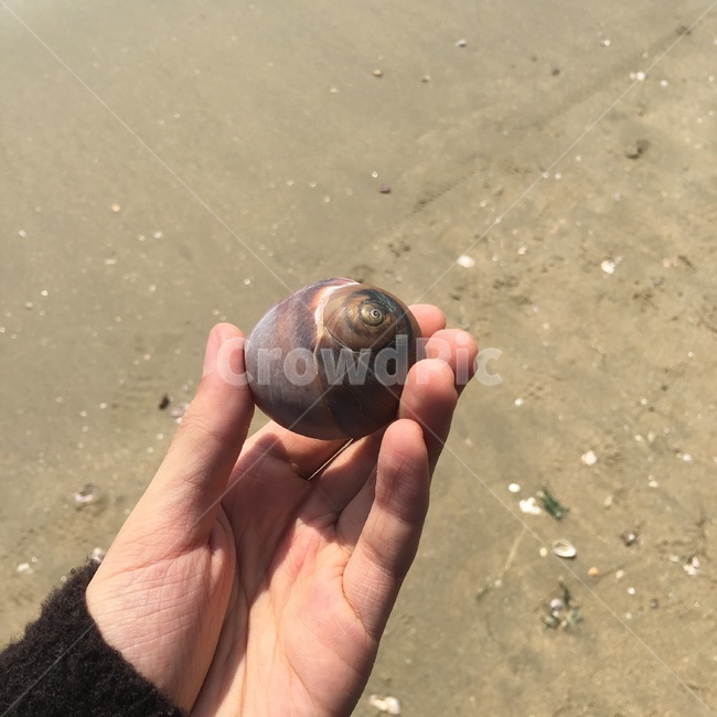 부산,바다,경포대,해운대,소라,조개