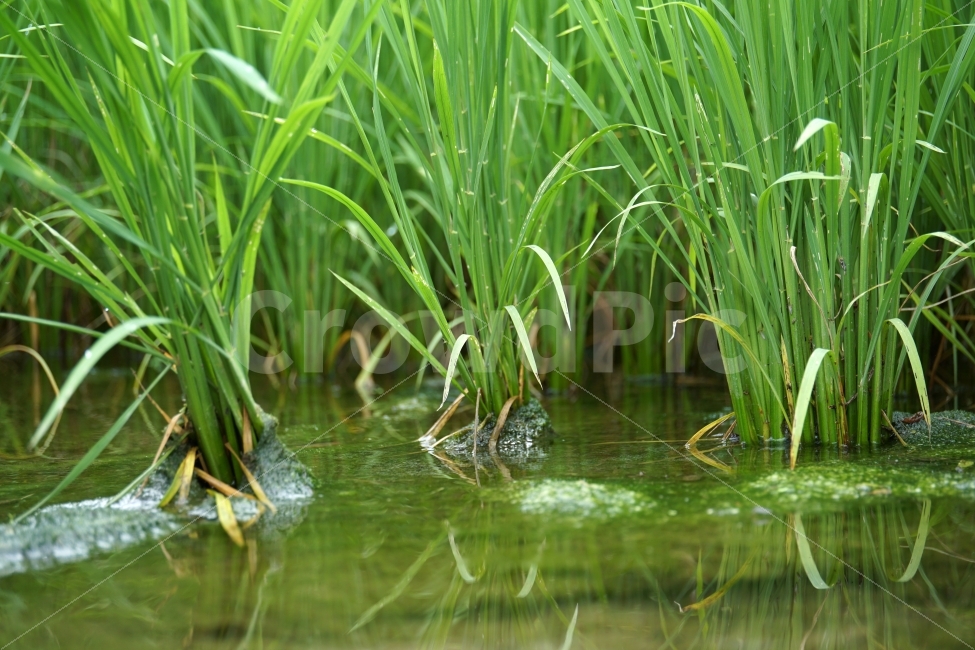 시골,농촌,벼,보리,논,밭,곡식,쌀,농사,모내기,여름,식물,자연,nature,country,경작,경작지,풀,풀잎,이파리,토지,흙,땅,물,water,한국,korea,풍경,힐링,힐링사진,감성,감성사진,그린,green,녹색,환경,landscape,이삭,농업,농산물,농작물,농작,추수,가을,재배,수확,생산,식사,요리,레시피,cook,식자재,식재료,식품,식료품,신토불이,건강,한국적,한국적인,autumn,9월,농부,느낌,분위기,컨셉,콘셉,concept,스냅,스넵,스냅사진,스넵사진,snap,푸른,푸르다,푸름,rice,식량,주식,farm,농지,벼농사,쌀농사,asia,아시아,동양,동양적,동양적인,명절,추석,추수감사절,snapshot,한국자연,한국의자연,시골,마을,풍경,landscape,country,rural,town,식물,자연,plants,nature