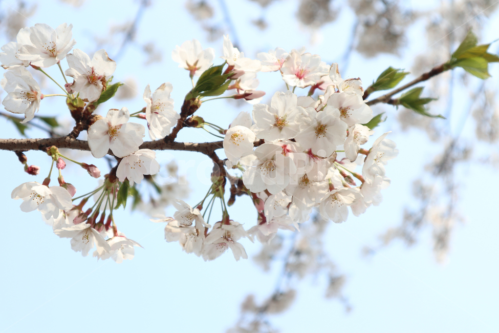 벚꽃,봄,벚꽃나무,꽃,자연풍경,꽃접사,봄,계절,spring,season,식물,자연,plants,nature,꽃,flower,plant