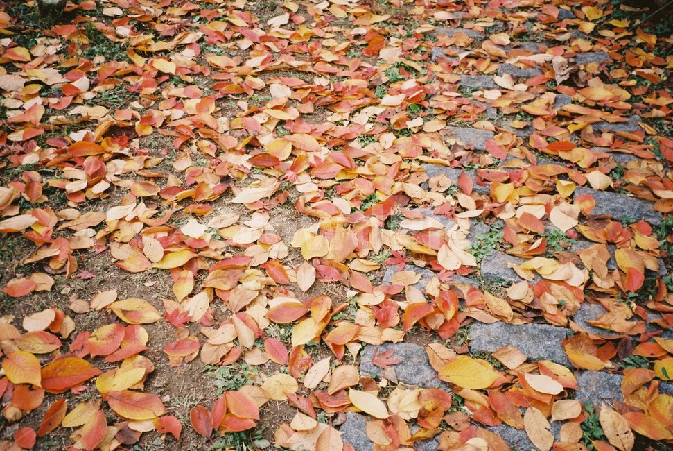 가을,풍경,자연,색감,낙엽,필름사진,감성,나무,가을,계절,fall,autumn,season,plant,식물,leaf,잎,tree,ground,바닥
