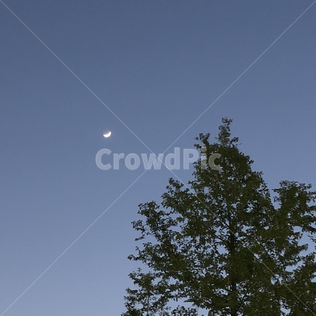 tree,나무,plant,식물,nature,자연,outdoors,옥외,하늘,달,초승달,moon,sky,blue,색채,색감,저녁