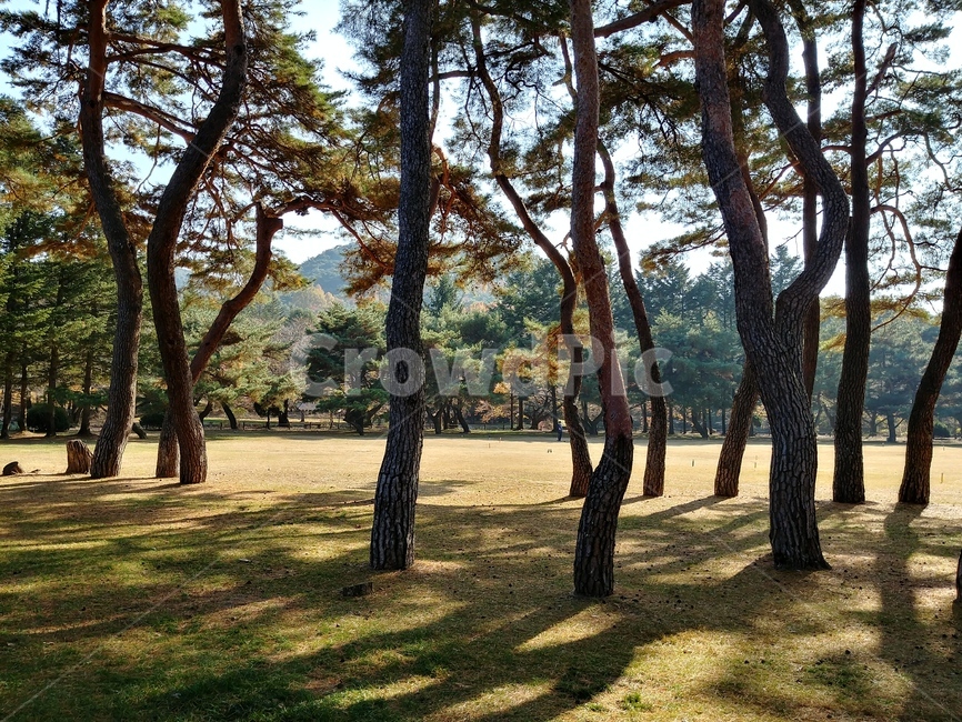 소나무,명품소나무,솔숲,솔밭,절경,명소,조선소나무,적송,자연풍경,식물,자연,plants,nature,나무,trees,wood