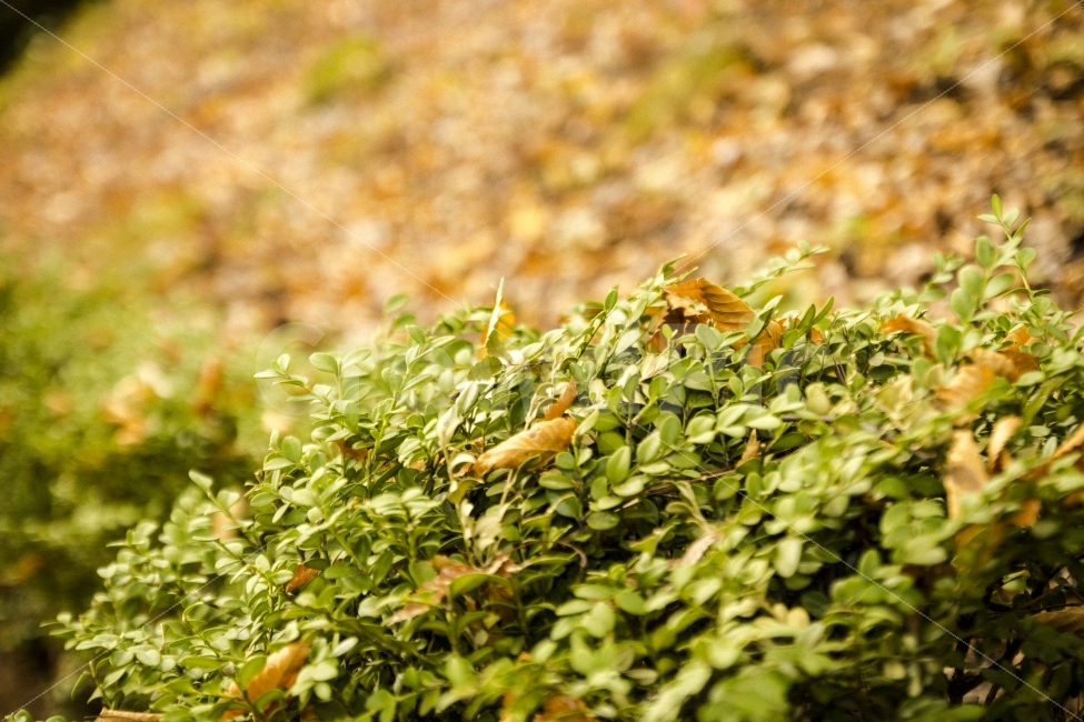 deciduous leaves,soil,mountain path,scenery,sun,trees,mountain,leaves,grass,dirt road,Korea,sky,photo,daily life,sunlight,emotion,light,DSLR,plant,daily,autumn,travel,photo shoot,walk,snap