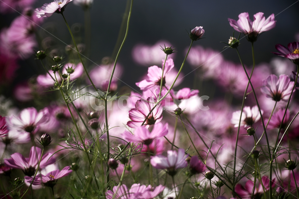 코스모스,꽃,식물,계절,가을,감성,가을,계절,fall,autumn,season,식물,자연,plants,nature,꽃,flower,geranium,제라늄,plant,blossom,jar,항아리,potted plant,화분,pottery,도기류,vase,병 장식