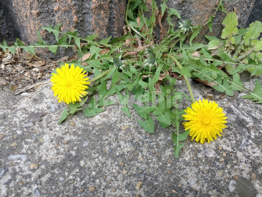 꽃,시멘트,들꽃,민들레,dandelion,wildflower,flower,cement