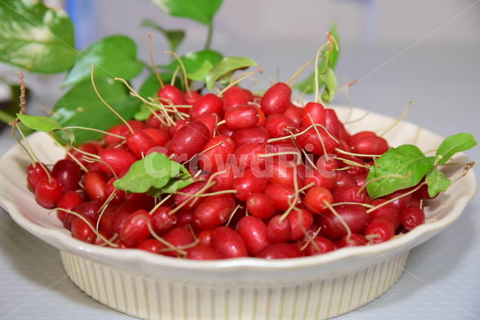 보리수,보리수열매,접시,빨간열매,열매,시콤달콤,fruits,redfruits,음식,식재료,요리,food,cook,meal,dishes,food reserves,과일,열매,fruit