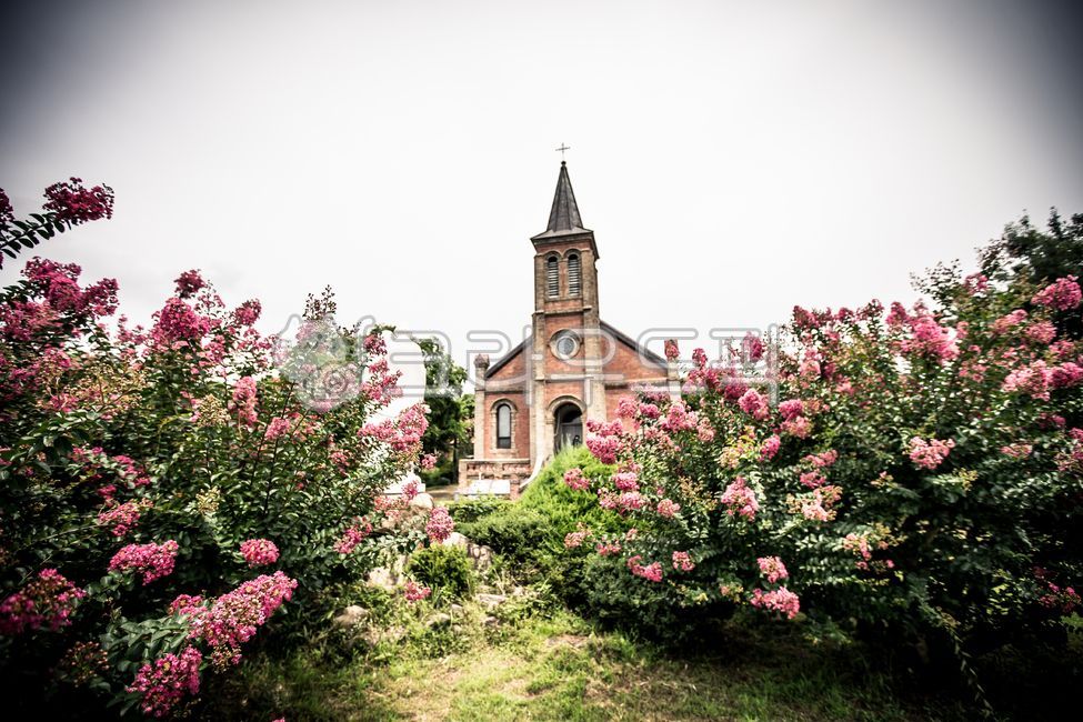 성당,건축물,조경,배롱나무,건물,나무,tree