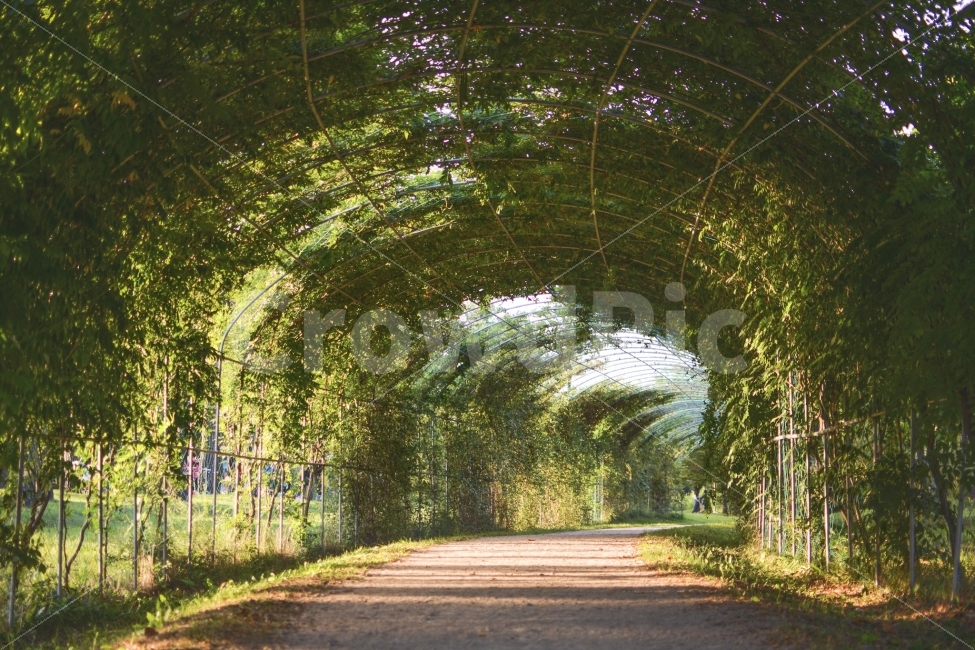 공원,길,숲길,저연,산책,터널,우거진,빛,호수공원,park,path,trail,lakepark,light,자연,풍경,nature,landscape,감성,sensible,feeling,휴식,힐링,rest,relaxation,healing