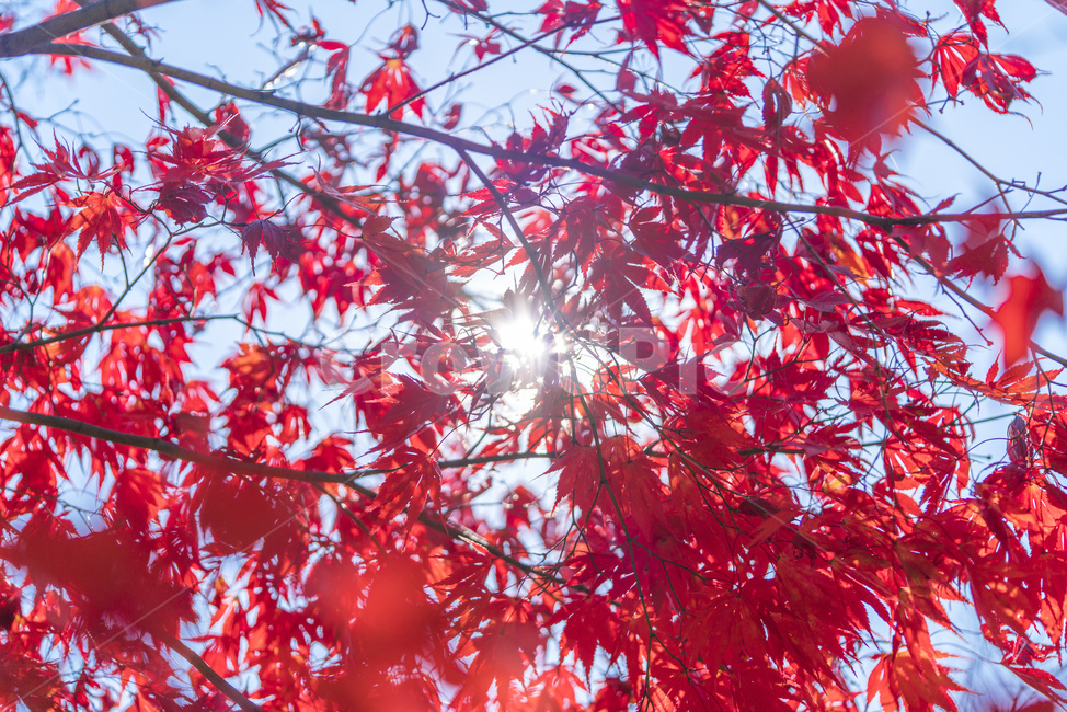 가을,낙엽,아침햇살,햇살,매크로,붉은납엽,가을,계절,fall,autumn,season,leaf,잎,plant,식물,tree,나무
