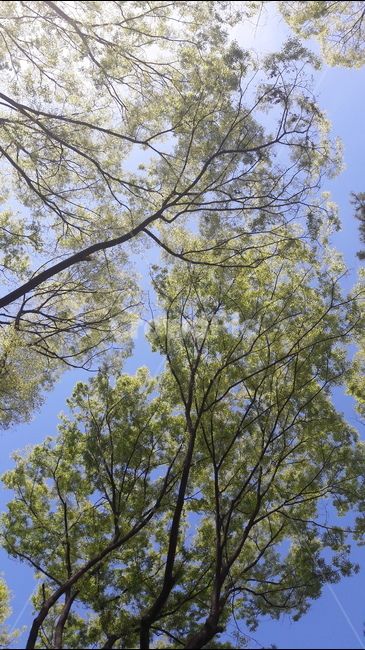 하늘,나무,초록,파란하늘,배경화면,식물,자연,plants,nature,나무,trees,wood