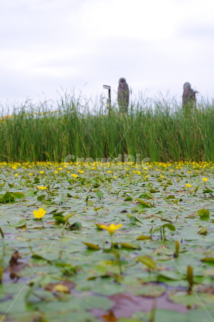 임진각,임진각평화누리공원,파주,한국,plant,식물,flower,blossom,꽃,자연,nature,연못,수생식물