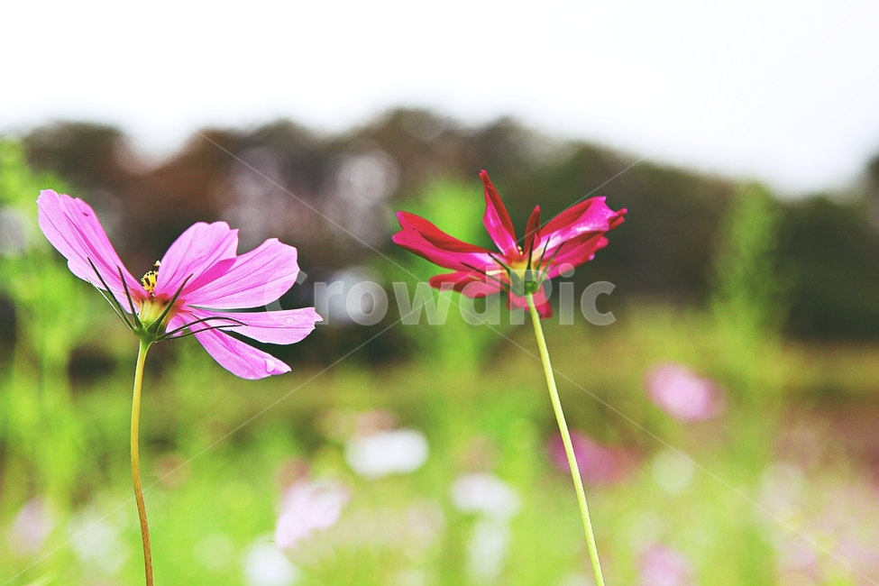 코스모스,꽃,꽃잎,들꽃,식물,가을꽃,가을,공원,자연,식물,자연,plants,nature,꽃,flower