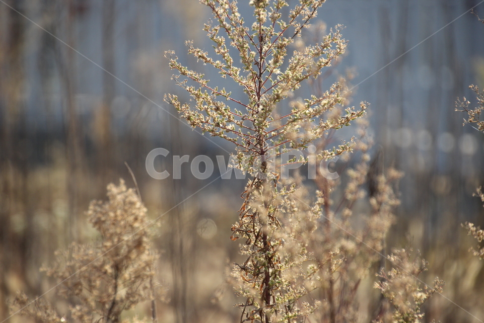 plant,식물,grass,잔디,꽃,식물,자연,plants,nature
