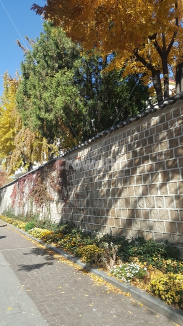 풍경,가을,담벼락,돌담길,나무,인사동,가을,계절,fall,autumn,season,한국전통,한국문화,korean traditional,korean culture,건축물,건물외관,exterior,building,structure,architecture,construction,walkway,보도,path,통로,wall,벽