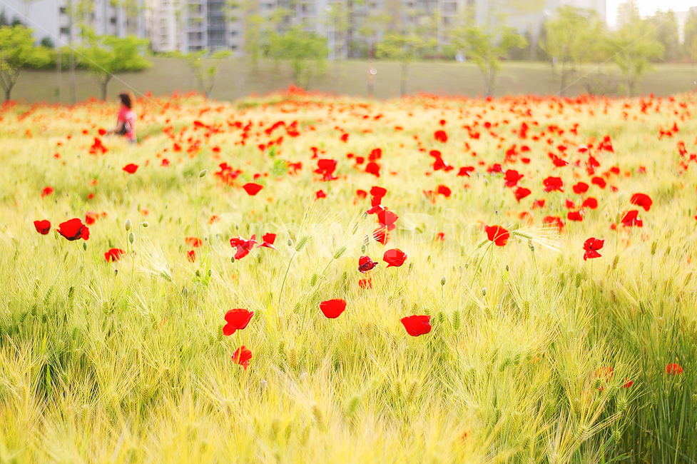 빨간꽃,꽃,빨강,봄,봄날,spring,red,redflower,field,들,plant,식물,식물,자연,plants,nature,꽃,flower