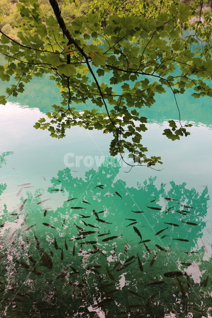 크로아티아,크로아시아,플리트비체,croatia,plitvice,plitvica,국립공원,공원,폭포,숲,요정숲,연못,강,호수,나무,여름,유럽,waterfall,pond,lake,park,tree,forest,자연,풍경,nature,landscape
