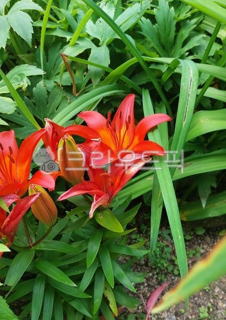 백합과,나리속,불꽃나리,왜성백합,flower,꽃,petal,꽃잎,붉은백합꽃