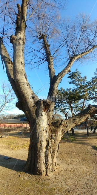느티나무,나무,괴목,큰나무,고목,식물,자연,plants,nature,나무,trees,wood